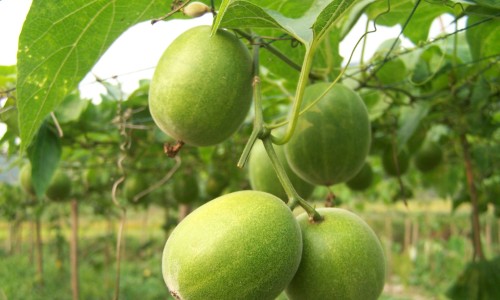莲花清瘟以岭和莲花哪个正宗-【以岭连花清瘟胶囊说明书】连花清瘟胶囊以岭和连花有区别吗 - 以岭莲花清瘟胶囊说明书网