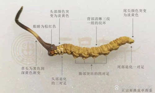 以岭连花清瘟胶囊说明书-【以岭连花清瘟胶囊说明书】连花清瘟胶囊以岭和连花有区别吗 - 以岭莲花清瘟胶囊说明书网